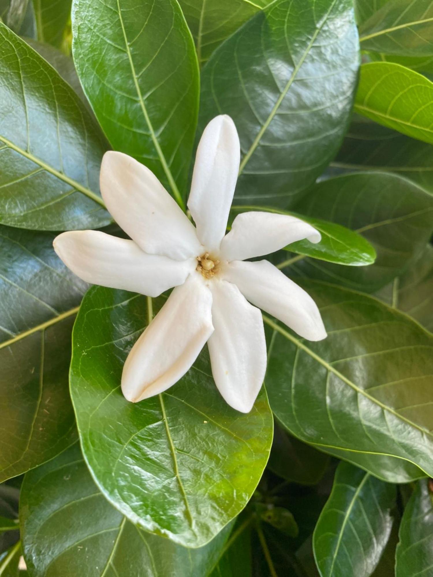 Magnolia Anse des Rochers Saint-Francois  Esterno foto