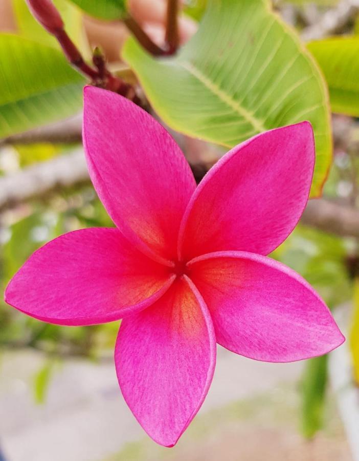 Magnolia Anse des Rochers Saint-Francois  Esterno foto